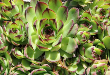 Ortak olağanüstüsarı (Sempervivum Brom) - portre