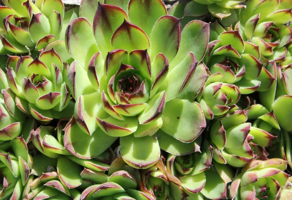 Common houseleek (Sempervivum tectorum) - closeup — Stock Photo, Image
