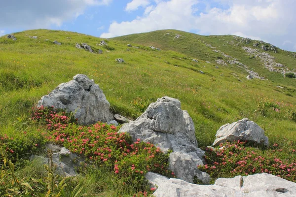 Grande prato di fiori di alloro, Alpi Giulie, Slovenia — Foto Stock