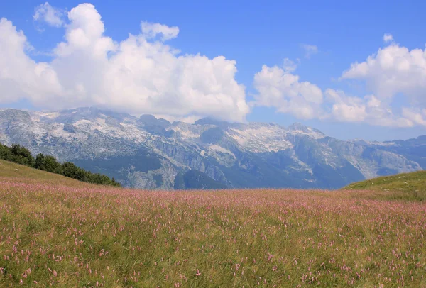 Colorful alpine meadow, Julian Alps, Slovenia — Stock Photo, Image