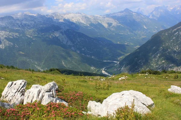 Vista da paisagem do rododendro alpino, Julian Alps, Eslovénia Imagens De Bancos De Imagens