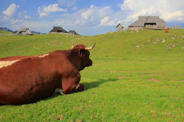 Resting cow, Velika planina, Slovenija clipart