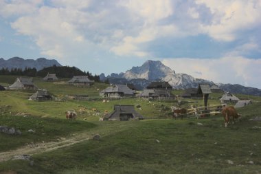Alpin çayır Dark, Slovenya