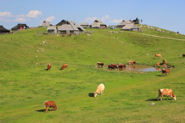 Alpin Çayır Mera, Slovenya