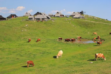 Alpine meadow pasture, Slovenia clipart