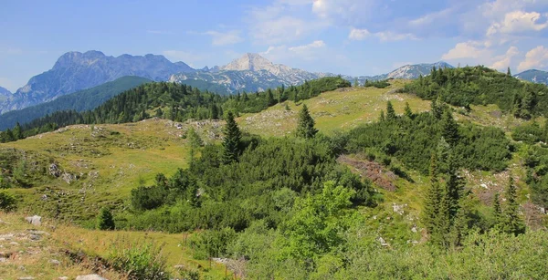 Velika planina groene weide vegetatie, Slovenië — Stockfoto