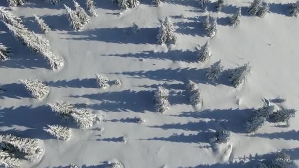 Dron lecący nad szczytem góry pokryty głębokim śniegiem. Ośnieżone choinki. Latanie nad zimowym lasem. Epickie śnieżne góry. Wideo 4K. — Wideo stockowe