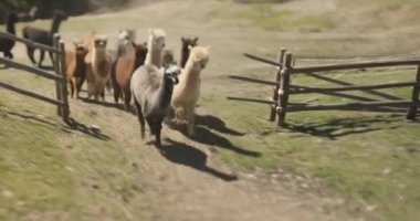 Güneşli bir günde dışarıda otlamak için çitli ağıllarından kaçan lama sürüleri. alpaca