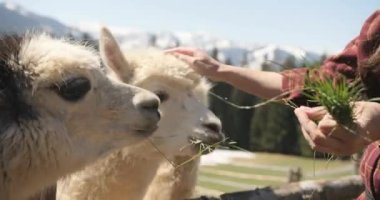 Güneşli bir günde, Lama 'nın çimlerle beslendiğini gösteren süper yakın çekim görüntüler..