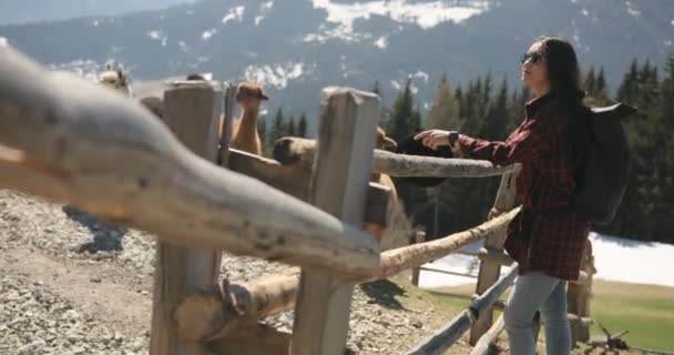 Filmación de una mujer morena usando un sombrero, apoyada en la cerca de una pluma mientras observa una manada de llamas multicolores en un día soleado. — Vídeos de Stock