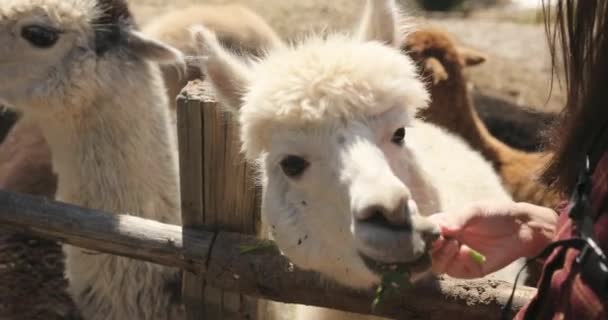 Super close up view of a white llama being fed some grass whilst a brunette lady strokes it on a sunny day. — Stock Video
