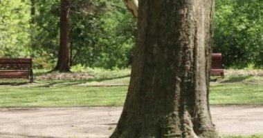 Yavaş çekimde odaklanmış, beyaz tenli, parkta koşan bir kadının tam görüntüsü. Kardiyo çalışma rutini.