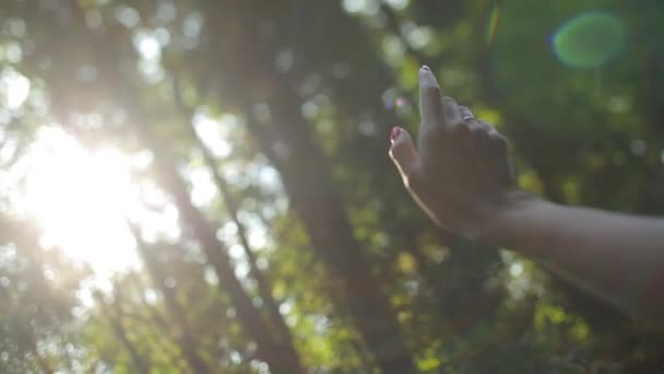 Slunce svítí ženskou rukou, zatímco ona ho drží mezi zelenými listy v lese — Stock video