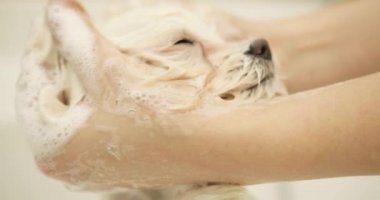 Malta yemeği. Malta kafası ve elleri şampuanla köpek kafasını şampuanlıyordu.