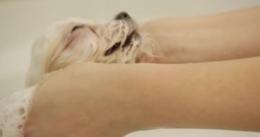 Ellerinizi kapayın. Malta şampuanının başını sabunlayın. Beyaz ıslak köpek. Köpek yıkama.