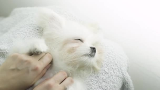 Malta malı. Beyaz küçük köpek sırt üstü yatarken ve masaj yaparken rahatlıyor. — Stok video