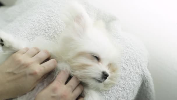 Trochę słodkie maltański szczeniak relaksuje się od masażu. zabiegi spa dla psów. Maltański szczeniak minnie — Wideo stockowe