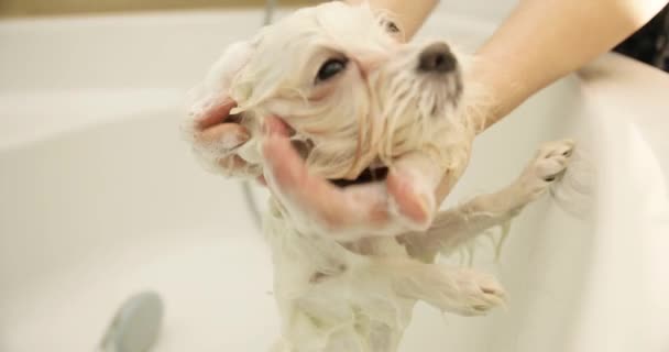 Witte maltese wordt gebaad. Hond groomer gebruik van shampoo — Stockvideo