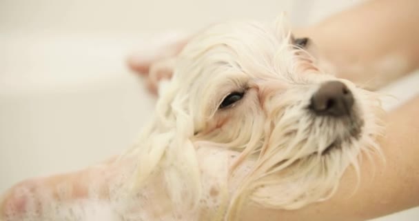 O maltês é lavado. mãos moer as orelhas de maltês. o cão lambe o prazer. spa para maltês. — Vídeo de Stock