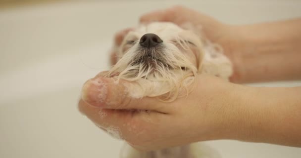 Schattig tevreden muilkorf puppy maltees. wit hondje is gewassen — Stockvideo
