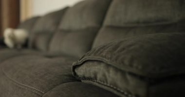 Maltese köpek yavrusu oynuyor. Malta kanepenin etrafında koşuyor. Küçük beyaz köpek koşar ve havlar. Küçük tüylü beyaz köpek yavrusu