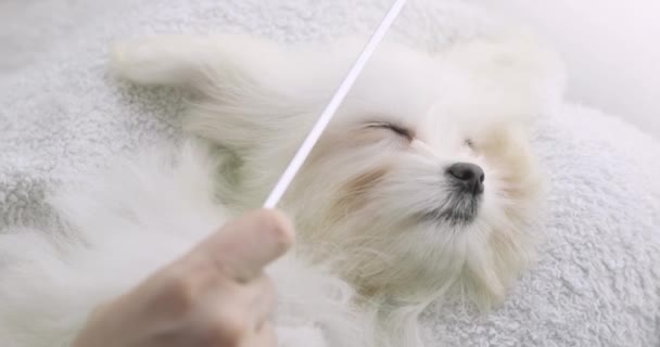 Petit chien blanc se détend couché sur le dos quand elle se peigne l'oreille. maltaise peigne ses cheveux. Le vétérinaire sèche les cheveux des chiens avec un sèche-cheveux. — Video