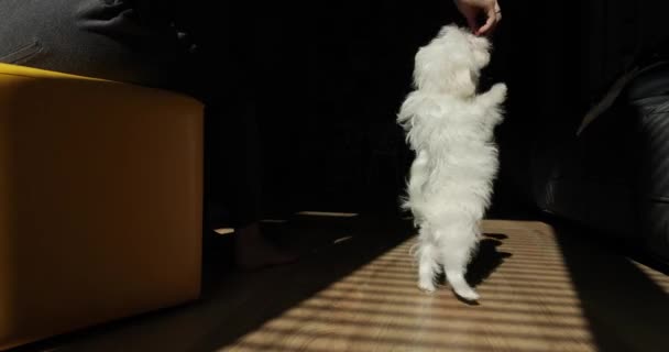 Anjing putih kecil berputar di sekitar pada kaki belakang. Maltese berdiri dengan kaki belakangnya dan berputar. Anak anjing lucu melaksanakan perintah dan melakukan trik. Anjing pangkuan putih yang lucu.. — Stok Video