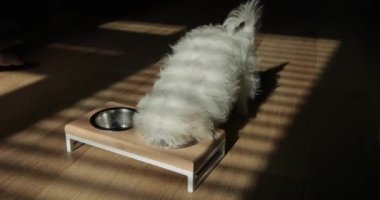 Beyaz yavru Maltese yiyicisi kasesinden yiyor. Komik köpek yavrusu kasesinden çabucak besleniyor. Tüylü köpek