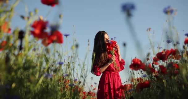 Зйомки знизу молодої брюнетки в червоній сукні з точкою полоки йдуть з букетом посеред поля маків. Вона нюхає квіти, а промені сонця світяться на ній. відео 4K . — стокове відео