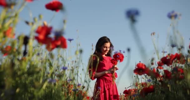 Filming from below of young brunette woman in a red polka dot dress walks with bouquet in the middle of the field of poppies. She is sniffing flowers and the rays of the sun shines on her. 4K video. — Stock Video