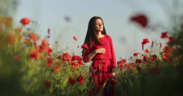 Filmaufnahmen von unten zeigen, wie eine junge brünette Frau in einem rot gepunkteten Kleid mit Blumenstrauß inmitten des Mohnfeldes spaziert. Sie fröstelt, während die Sonnenstrahlen auf sie scheinen. 4K-Video. — Stockvideo
