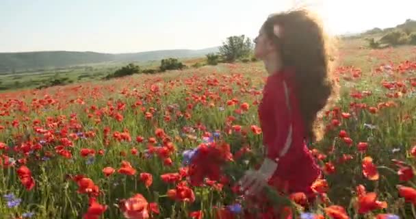 Mujer bonita correr en un campo rojo de flores y toca por sus manos amapola. Joven mujer hermosa con sonrisa encantadora. Vista de retrato. 4K. Hermoso paisaje — Vídeo de stock