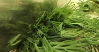 Çok büyük bir ayna bıçağı dereotunu ezer..