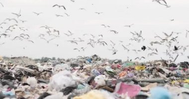 Çöp sahası. Kirlenmiş arazi atık ve çöpten ibaret. Yeşil çimenler ve çöp yığınları. Doğa kirliliği sorunu. Açık hava belediye çöplüğü. Çöp boşaltımı. ekolojik sorunlar.