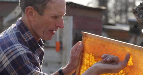 De imker proeft honing rechtstreeks uit de honingraat. heerlijke zoete honing. oude bijenhouder — Stockvideo