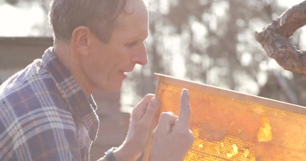 Beekeeper holding a piece of fresh honeycomb taken from beehive in apiary — Stock Video