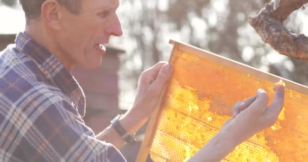 養蜂家は指でハニカムから新鮮な蜂蜜を抽出し、蜂蜜を食べる。古い養蜂家のテスト蜂蜜 — ストック動画
