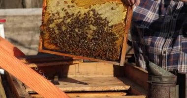 Arı kovanının çerçeveleri. Arı yetiştiricisi bal topluyor. Arı içici, arıları sakinleştirmek için kullanılır. Çerçeve çıkarmadan önce. Arıcı Arı Kovanını Denetliyor