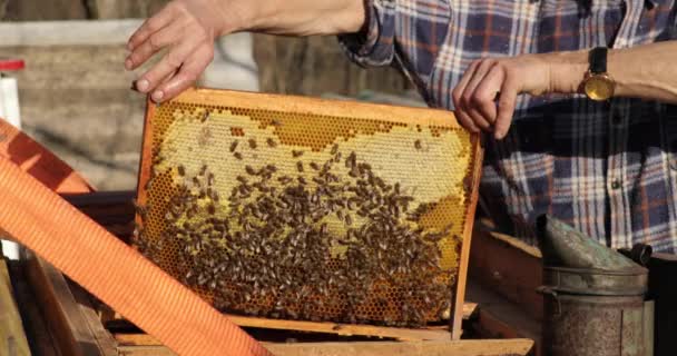 Медовые пчелы удалены из улья для осмотра пчеловодом. Пчеловод держит соты с медом из шестиугольных призматических клеток из пчелиного воска — стоковое видео