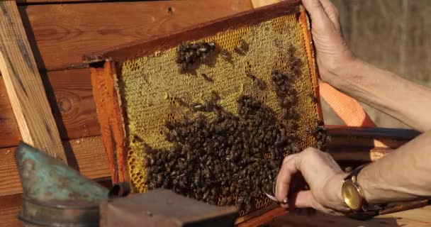 Пчеловод держит раму с сотами, присматривает за пчелами в саду, пчеловод готовится удалить мед из пчелиного улья, пчеловодства, пчеловодства. — стоковое видео