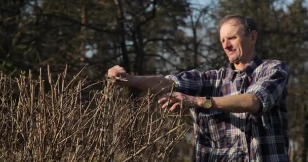 Trimning buskar med sax på våren. Människan hugger träd med trimmer i sin trädgård. En trädgårdsmästare arbetar i sin trädgård på en solig dag.. — Stockvideo