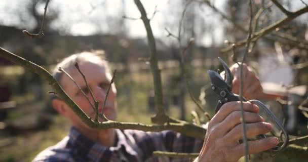 Μεσήλικας άντρας κλαδεύει κλαδιά δέντρων στον κήπο. ο κηπουρός κόβει τα κλαδιά με ψαλίδι κήπου — Αρχείο Βίντεο