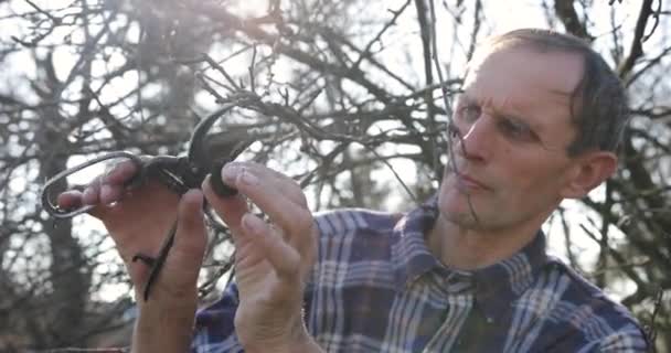 Fermier aîné élagage arbre. Jardinier couper la branche dans le verger au printemps. Vieil homme utilisant des cisailles à élagage pendant le jardinage. Jardinier couper la branche par taille cisailles. vieil homme jardinage à son verger — Video