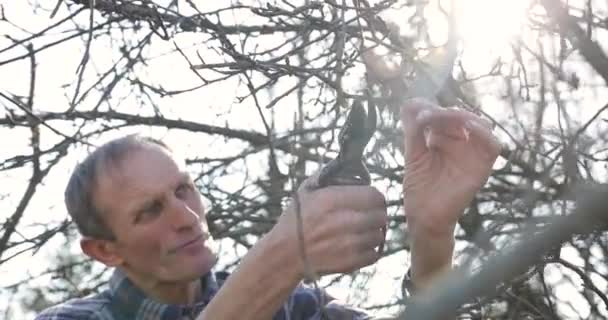 Middle aged man with shears in hand pruning tree branches in early spring. Middle aged man pruning trees in spring. Old gardener is cutting the branch of tree with the help of pruner. The man is — Stock Video