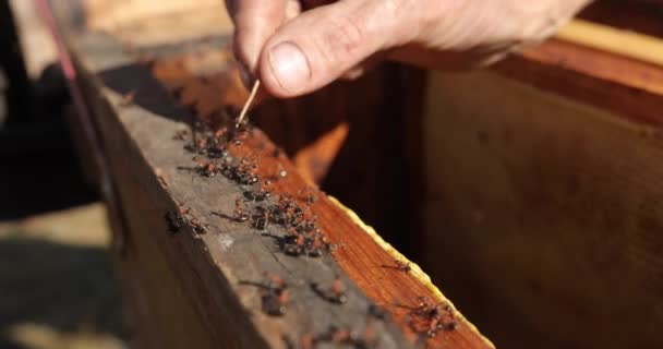 Närbild grupp av snickare myror. Myror är sociala insekter av familjen Formicidae, och tillsammans med de relaterade getingar och bin, de tillhör ordningen Hymenoptera. — Stockvideo