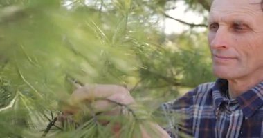 Orta yaşlı bahçıvan orman bahçesinde çalışıyor. Küçük çam ağacına bakıyor, dalların bir kısmını kesiyor..