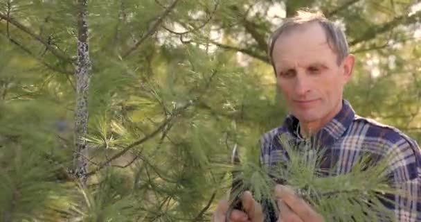 Bahçıvan ormandaki çam dallarını buduyor. Doğa için endişelendim. Bahar bahçesi. — Stok video