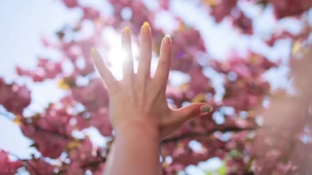 Słońce świeci przez kobiecą dłoń, gdy trzyma je wśród różowych kwiatów sakury w lesie. — Wideo stockowe