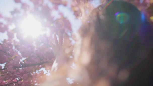 Sylwetka kobiety. Słońce świeci przez kobiecą dłoń, gdy trzyma je wśród różowych kwiatów sakury w parku. — Wideo stockowe