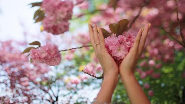 Acercamiento de una mano de mujer sosteniendo una flor de sakura. Hermosas manos femeninas. — Vídeos de Stock